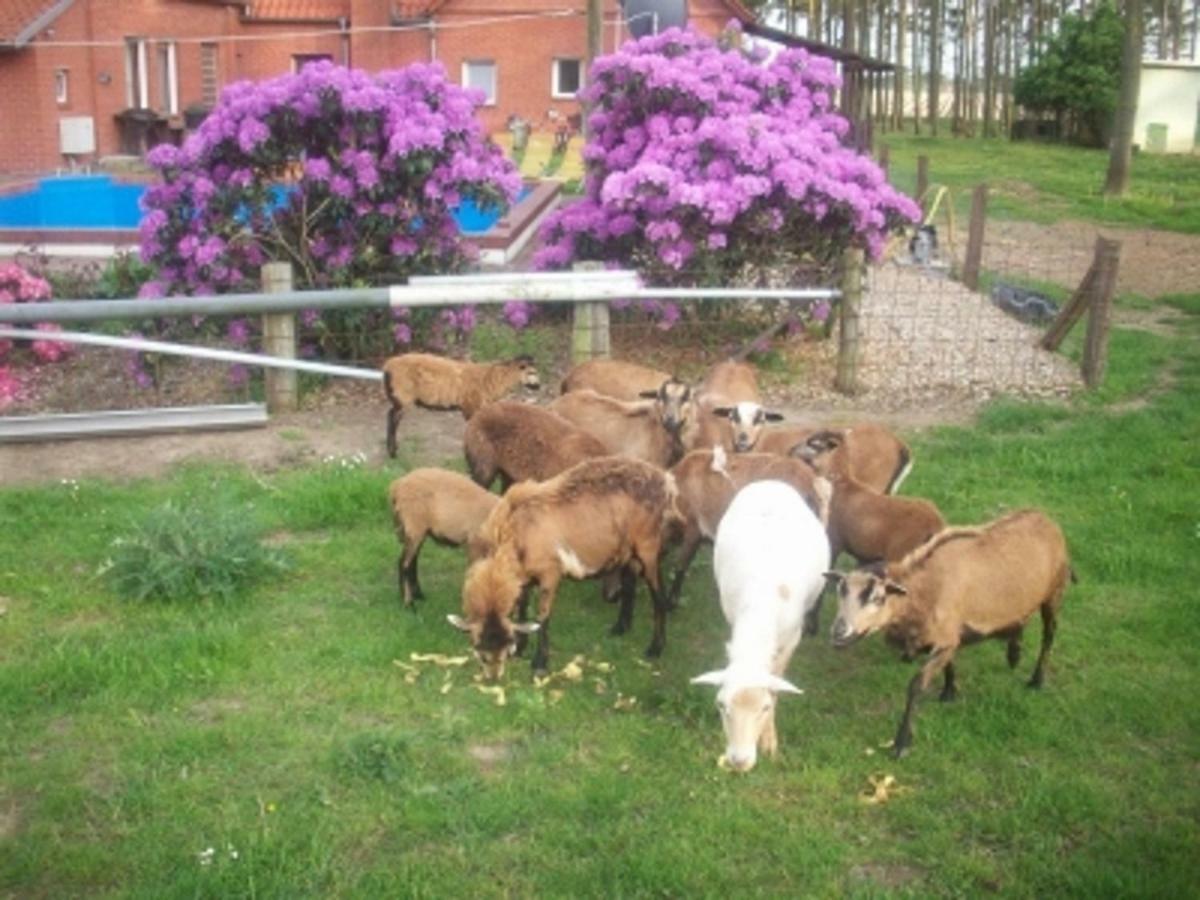 Ferienwohnung Jagoda In Der Lueneburger Heide Frankenfeld Zewnętrze zdjęcie